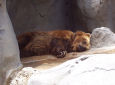 Brown Grizzly bear